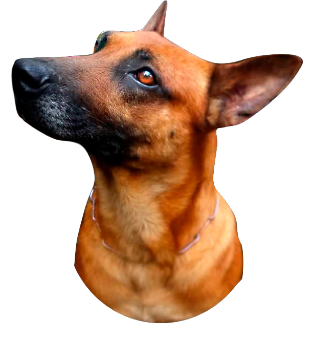 BELGA MALI 3