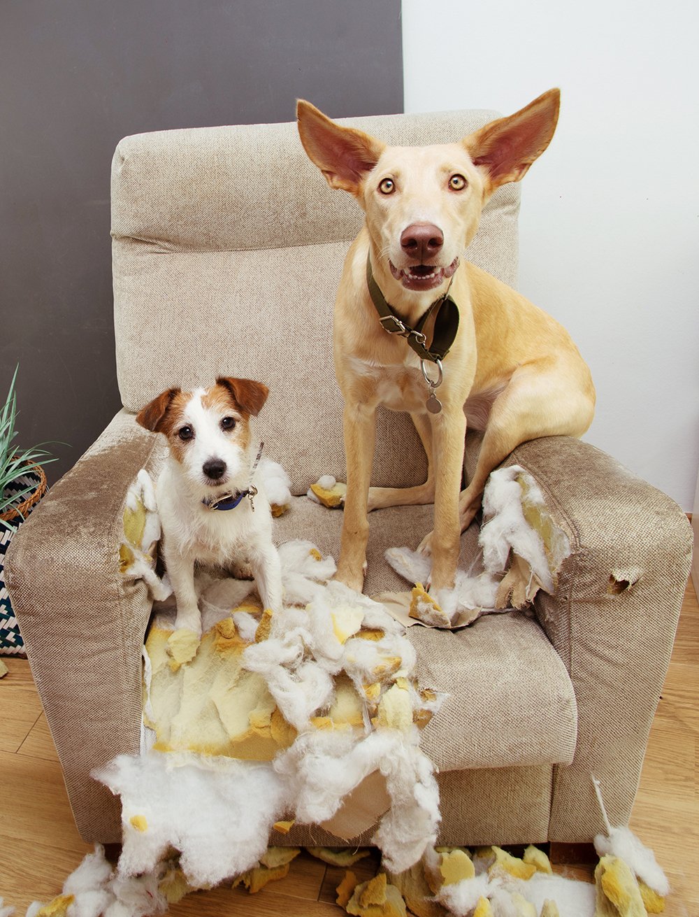Two dogs puppies caught red-handed after bite and chewing a sofa and couldn't hide their guilt.